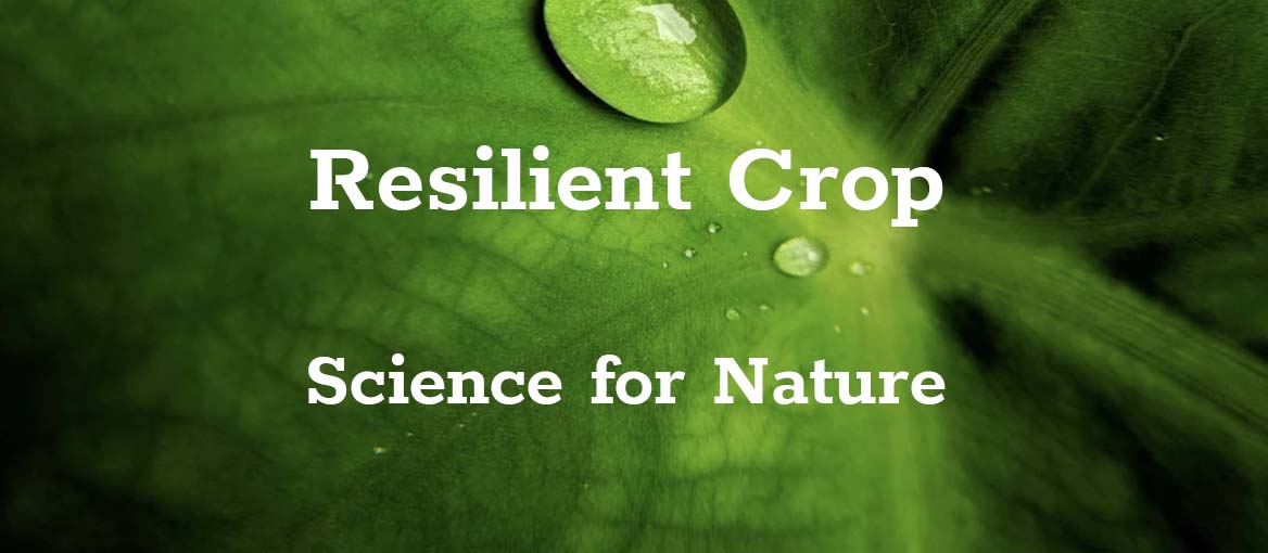 resilient crop