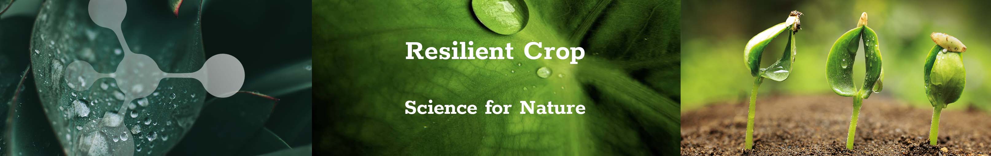 resilient crop