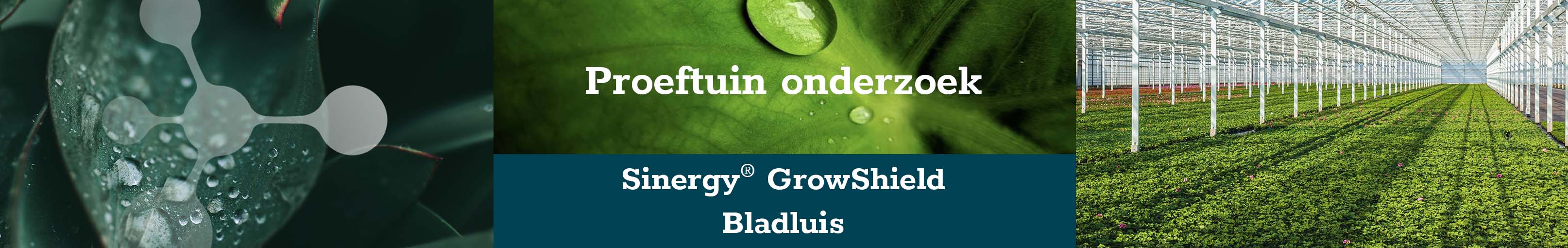 banner-bladluis-groot