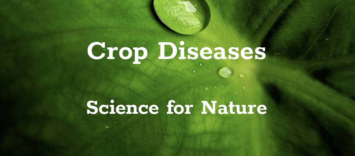 Diseases Crop