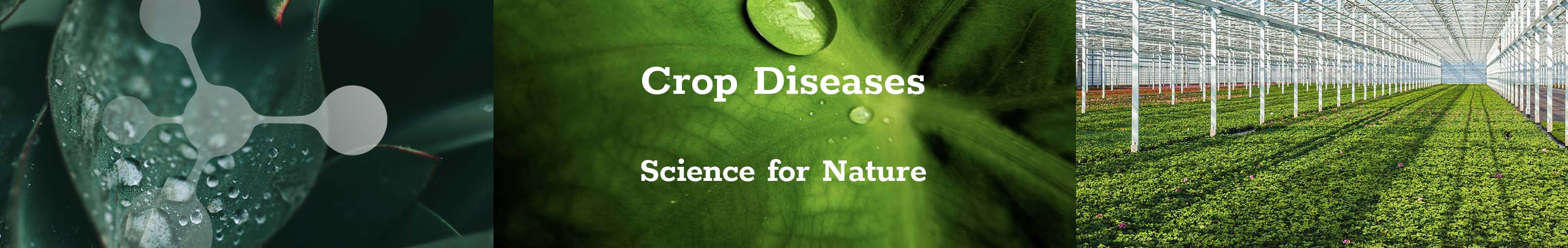 Diseases Crop