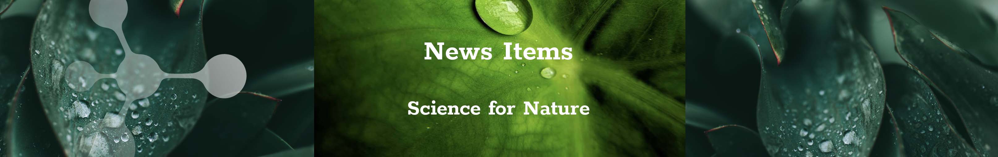 news_items