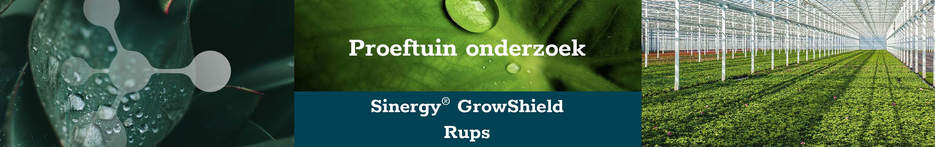 banner-rups-groot