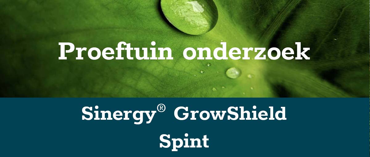 banner-spint-klein