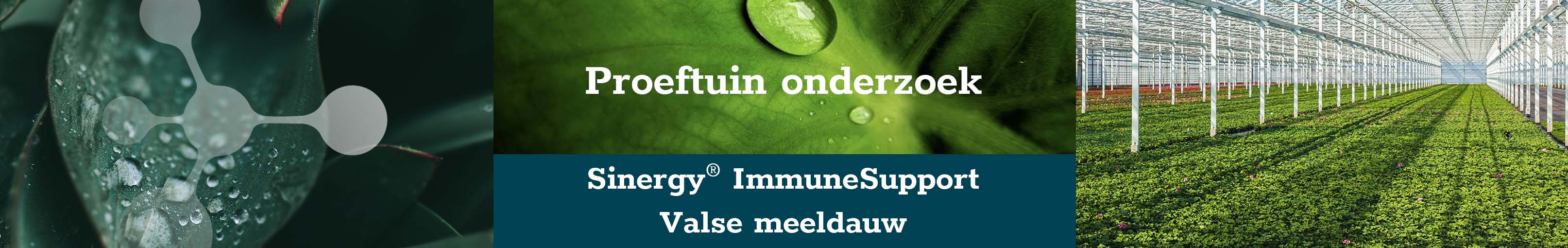 banner-valse-meeldauw
